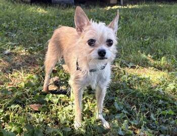 Carrie -  Yorkshire Terrier Dog for Adoption in Columbus, Indiana - Carrie | PetCurious