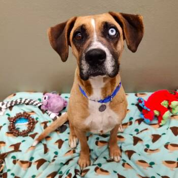 Rescue Boxer Dogs for Adoption in Woodinville, Washington - Bluey | PetCurious
