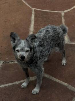 DRAGO -  Chihuahua and Mixed Breed Dog for Adoption in Colorado Springs, Colorado - DRAGO | PetCurious