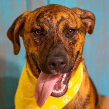 Plott Hound and Pit Bull Terrier Dogs Available for Adoption in Liverpool, Texas - Moose | PetCurious