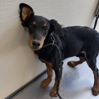 Dusty -  Mixed Breed Dog for Adoption in Las Cruces, New Mexico - Dusty | PetCurious