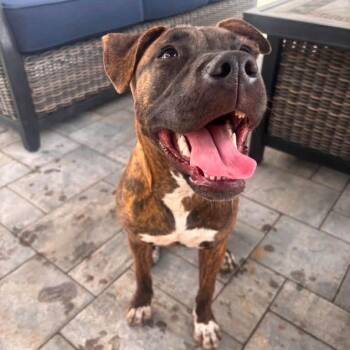 Briar Millie -  Mixed Breed Dog for Adoption in New York, New York - Briar Millie | PetCurious