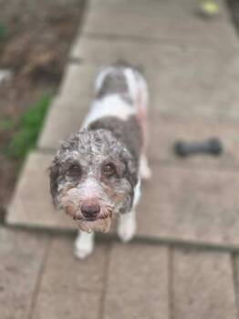 Labradoodle Dogs Available for Adoption in Eugene, Oregon - Gina  | PetCurious