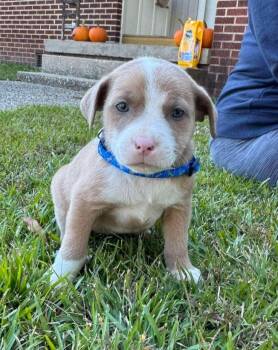 Rescue Terrier and Australian Shepherd Dogs for Adoption in El Dorado, Arkansas - Ben | PetCurious
