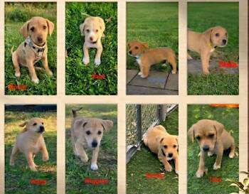 Chihuahua Dogs Available for Adoption in New Port Richey, Florida - Litter Of Pups | PetCurious