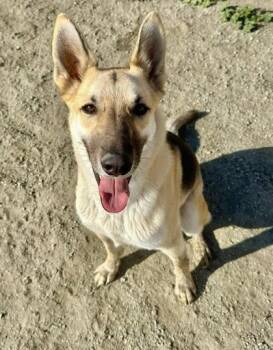 Harmony Bear -  Shepherd and Mixed Breed Dog for Adoption in Visalia, California - Harmony Bear | PetCurious