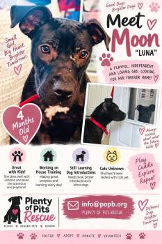 Moon -  Mixed Breed Dog for Adoption in Gainesville, Florida - Moon | PetCurious