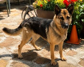 Sheba -  German Shepherd Dog Dog for Adoption in Brookeville, Maryland - Sheba | PetCurious