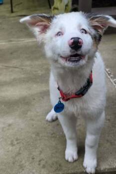 Lacey -  Australian Shepherd Dog for Adoption in Troy, Illinois - Lacey | PetCurious