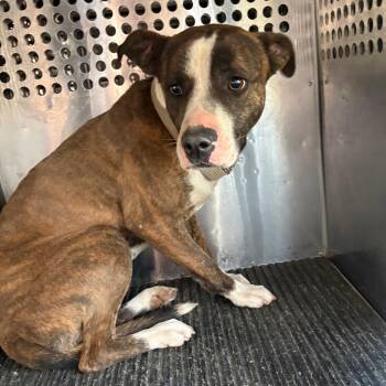 Pit Bull Terrier Dogs Available for Adoption - Roxy | PetCurious