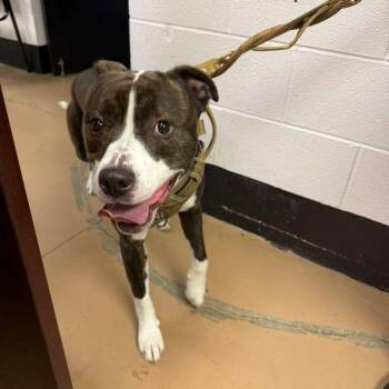 Mixed Breed Dogs Available for Adoption in Gadsden, Alabama - Oreo | PetCurious