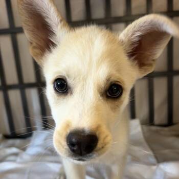Zinnia -  Mixed Breed Dog for Adoption in Moab, Utah - Zinnia | PetCurious