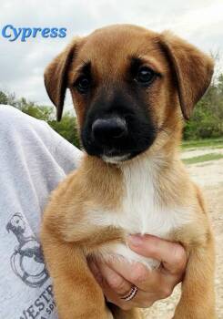 Black Mouth Cur and Rhodesian Ridgeback Dogs Available for Adoption in Norfolk, Massachusetts - Cypress | PetCurious