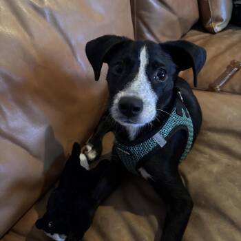 Luca -  Black Labrador Retriever and Labrador Retriever Dog for Adoption - Luca | PetCurious