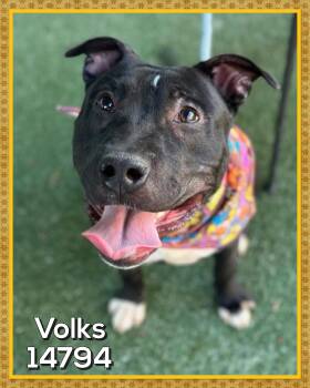 Rescue Black Labrador Retriever and Staffordshire Bull Terrier Dogs for Adoption in Marietta, Georgia - VOLKS | PetCurious