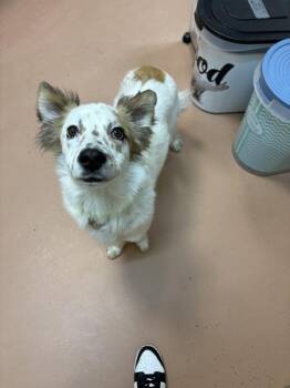 Australian Cattle Dog Blue Heeler Dogs Available for Adoption in Kennewick, Washington - Haley | PetCurious