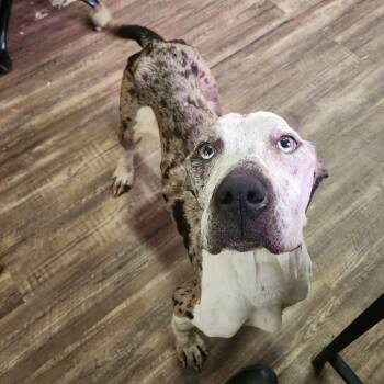 Rescue Pit Bull Terrier Dogs for Adoption in Evensville, Tennessee - Juno | PetCurious