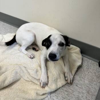 Rat Terrier and Mixed Breed Dogs Available for Adoption in Galax, Virginia - Dot | PetCurious