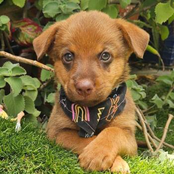 OTTO -  Labrador Retriever and Mixed Breed Dog for Adoption in New York, New York - OTTO | PetCurious