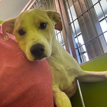 Tiny -  Labrador Retriever Dog for Adoption in Tulsa, Oklahoma - Tiny | PetCurious
