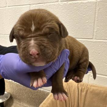 Pit Bull Terrier Dogs Available for Adoption - Metallica | PetCurious