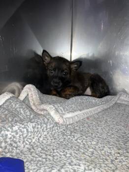 Mixed Breed Dogs Available for Adoption - BASH | PetCurious