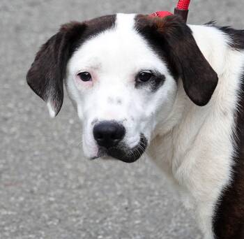 Mixed Breed Dogs Available for Adoption in Millfield, Ohio - Faith | PetCurious