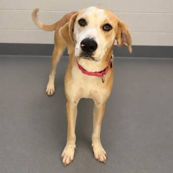 Ms. Presley -  Mixed Breed Dog for Adoption in Wheeling, Illinois - Ms. Presley | PetCurious