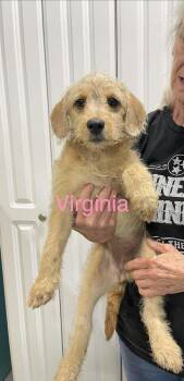 Virginia -  Goldendoodle and Mixed Breed Dog for Adoption in Chattanooga, Tennessee - Virginia | PetCurious