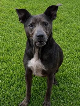 Drama Llama Momma -  Labrador Retriever Dog for Adoption in Chattanooga, Tennessee - Drama Llama Momma | PetCurious