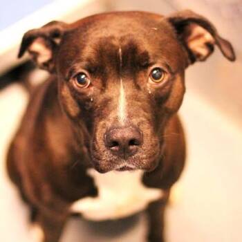 Pit Bull Terrier Dogs Available for Adoption in Fredericksburg, Virginia - 26-00573 | PetCurious