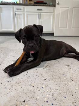 Aegis -  Boxer Dog for Adoption in Alvin, Texas - Aegis | PetCurious