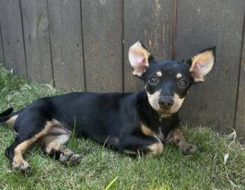 Miniature Pinscher and Dachshund Dogs Available for Adoption in Washington, District Of Columbia - Babe Lady | PetCurious