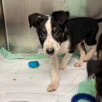 Bowser -  Mixed Breed Dog for Adoption in Charleston, West Virginia - Bowser | PetCurious