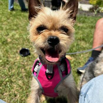 Peppa -  Terrier Dog Available for Adoption in Richmond, Virginia - Peppa | PetCurious