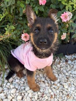 Kali -  German Shepherd Dog Dog for Adoption in Lodi, California - Kali | PetCurious