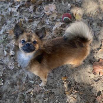 Rescue Chihuahua Dogs for Adoption in Leesburg, Florida - Rip | PetCurious