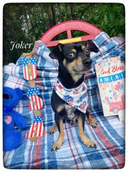 Joker -  Miniature Pinscher Dog for Adoption in Sebring, Florida - Joker | PetCurious