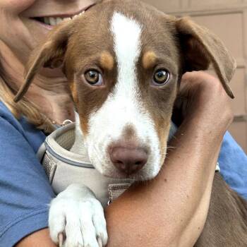 Rodeo -  Labrador Retriever Dog for Adoption in Rockville, Maryland - Rodeo | PetCurious