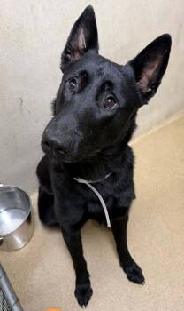 Captain Jack (53608) -  German Shepherd Dog and Belgian Shepherd Malinois Dog for Adoption in Columbia, Maryland - Captain Jack (53608) | PetCurious