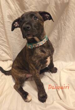 Rescue Mixed Breed Dogs for Adoption in Taycheedah, Wisconsin - Daiquiri | PetCurious