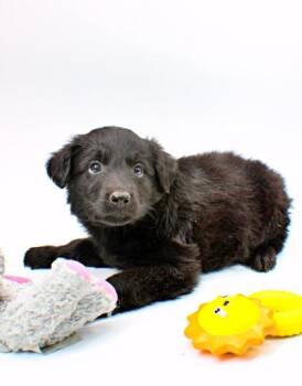 Rottweiler and Catahoula Leopard Dog Dogs Available for Adoption in Morton Grove, Illinois - Uranus | PetCurious