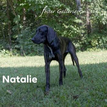 Natalie -  Plott Hound Dog for Adoption in Spring Hill, Tennessee - Natalie | PetCurious