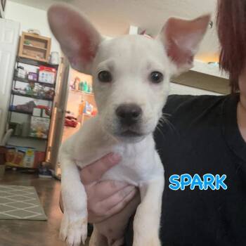 Rescue Carolina Dog Dogs for Adoption in Fort Pierce, Florida - Spark | PetCurious