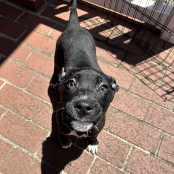Reine -  Mixed Breed Dog for Adoption in Durham, North Carolina - Reine | PetCurious