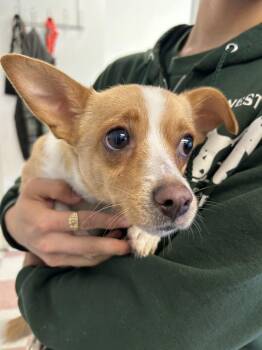 King -  Chihuahua and Terrier Dog for Adoption in Ontario, California - King | PetCurious