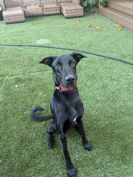 Scooby -  Labrador Retriever Dog for Adoption in Bothell, Washington - Scooby | PetCurious