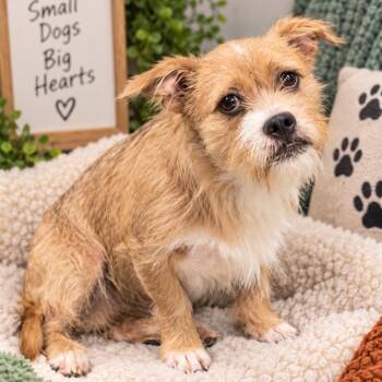Canelo -  Mixed Breed Dog for Adoption in Hopkinton, Massachusetts - Canelo | PetCurious