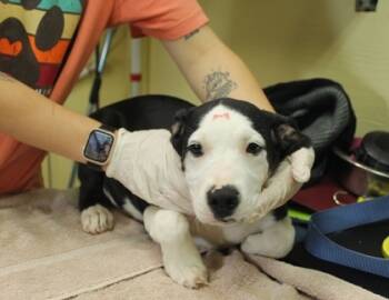 Rescue Black Mouth Cur and Mixed Breed Dogs for Adoption in Picayune, Mississippi - Francisco | PetCurious