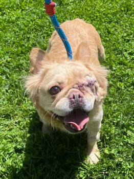 Celia -  French Bulldog Dog Available for Adoption in Fall River, Massachusetts - Celia | PetCurious
